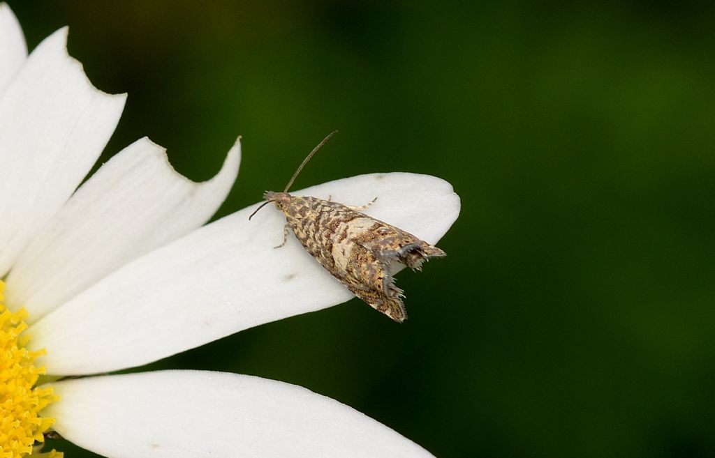 Tortricidae da identificare: Dichrorampha sp  (Cfr)